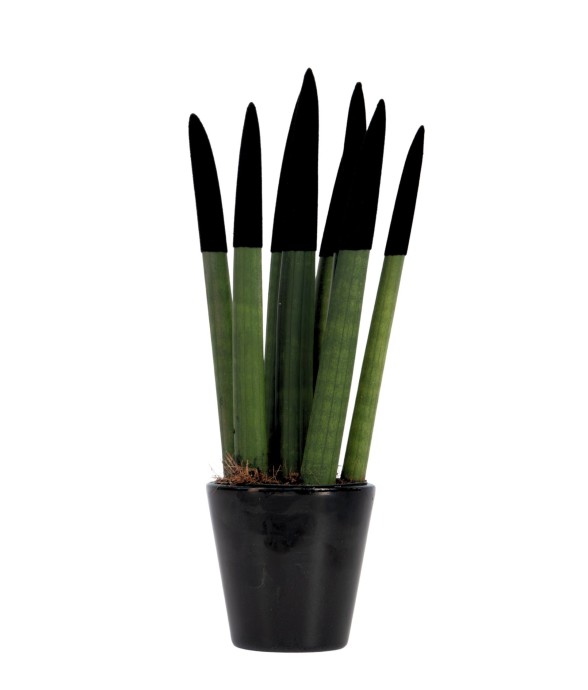 Sansevieria cylindrique -...