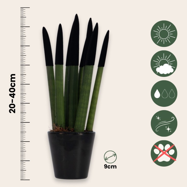 Sansevieria cylindrique - Hauteur 20-40cm - Pot 9cm
