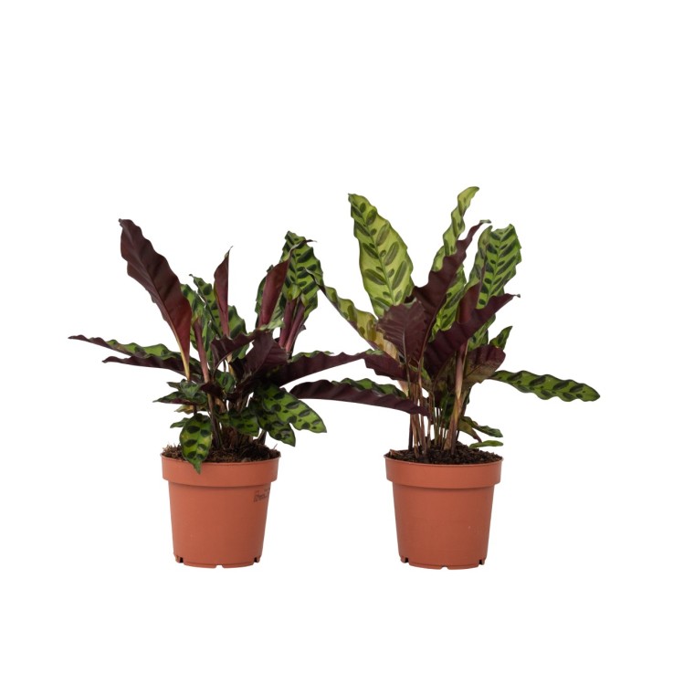Calathea ornata - Set de 2 - Goeppertia insignis - Hauteur 30-40cm - ⌀12cm