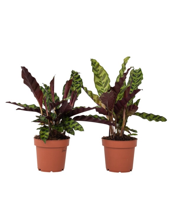 Calathea ornata - Set de 2...