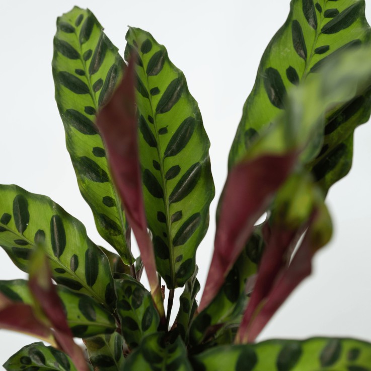 Calathea ornata - Set de 2 - Goeppertia insignis - Hauteur 30-40cm - ⌀12cm