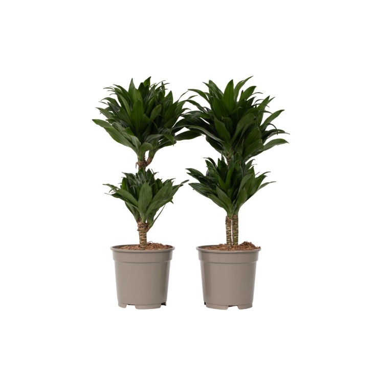 Dragonnier - Set de 2 - Dracaena surculosa - Hauteur 50-65cm - ⌀17cm