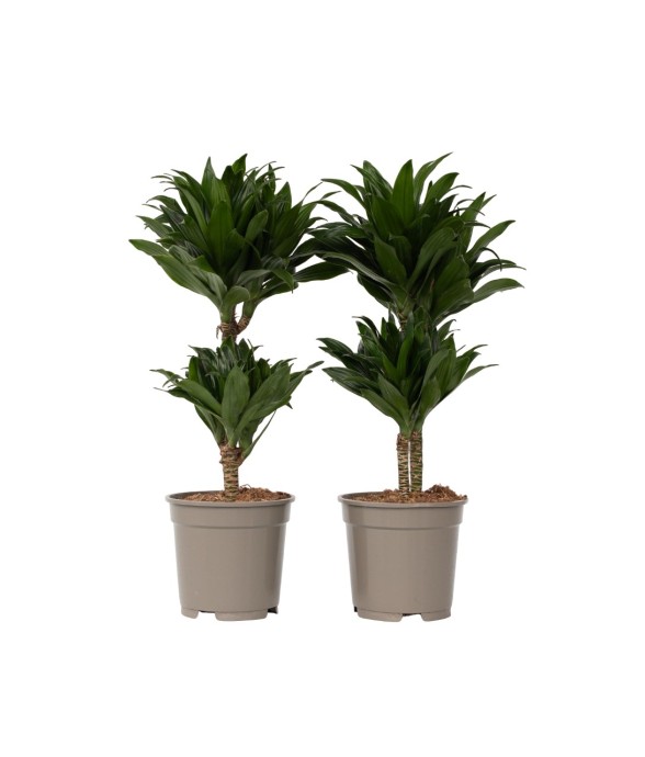 Dragonnier - Set de 2 -...