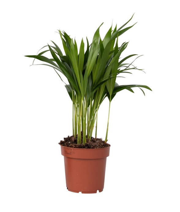 Palmier areca - Dypsis...