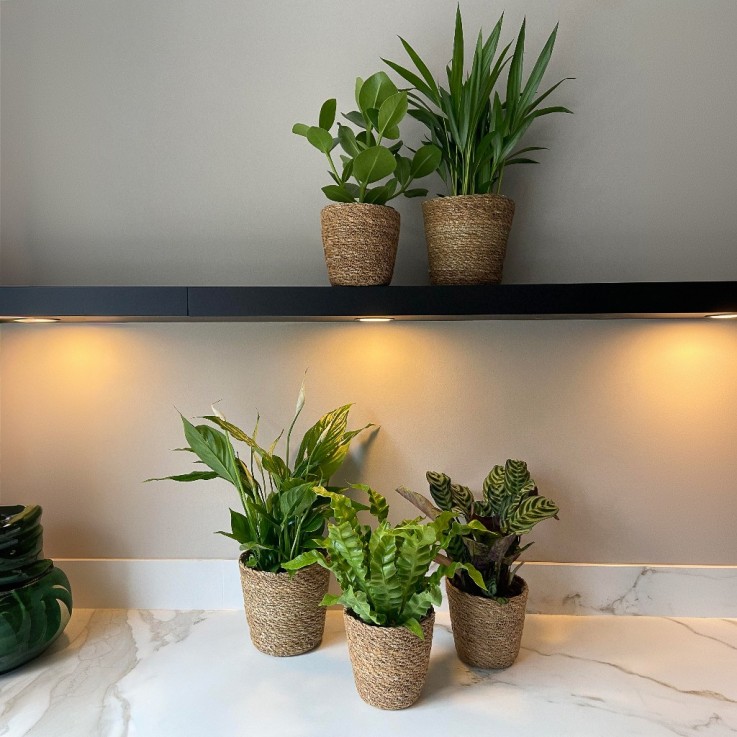 Panier 'Gaby Naturel' - x4 - Pour plantes avec un pot de 12 cm