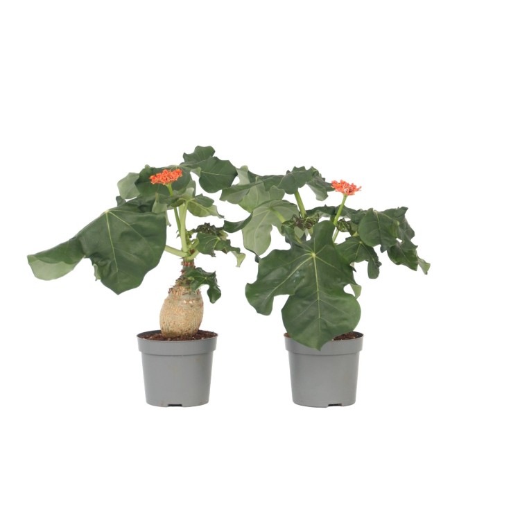 Podagre - Set de 2 - Jatropha podagrica - Hauteur 25-45cm - ⌀13cm