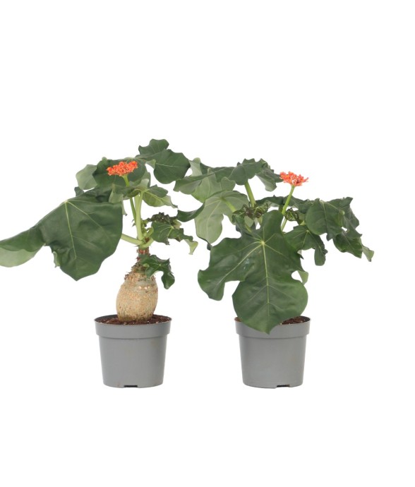 Podagre - Set de 2 -...