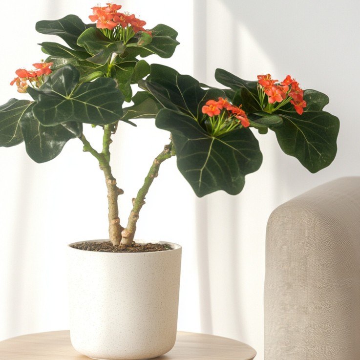 Podagre - Set de 2 - Jatropha podagrica - Hauteur 25-45cm - ⌀13cm