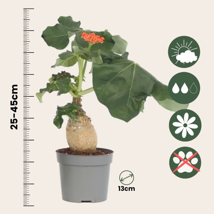 Podagre - Set de 2 - Jatropha podagrica - Hauteur 25-45cm - ⌀13cm