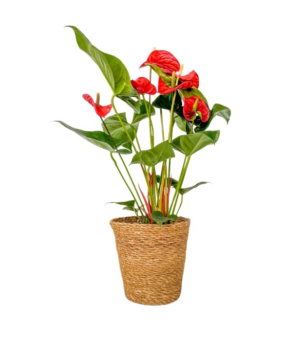 Langue de feu - Anthurium...