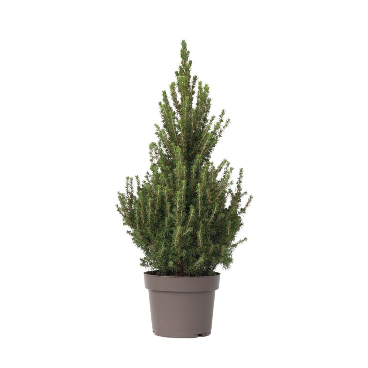 Épinette blanche - Picea glauca conica 'December' - Hauteur 55cm - ⌀21cm