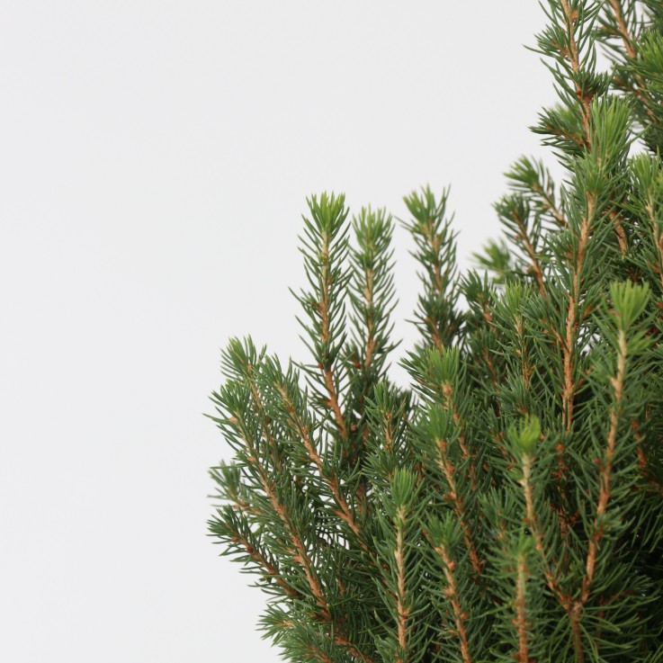 Épinette blanche - Picea glauca conica 'December' - Hauteur 55cm - ⌀21cm