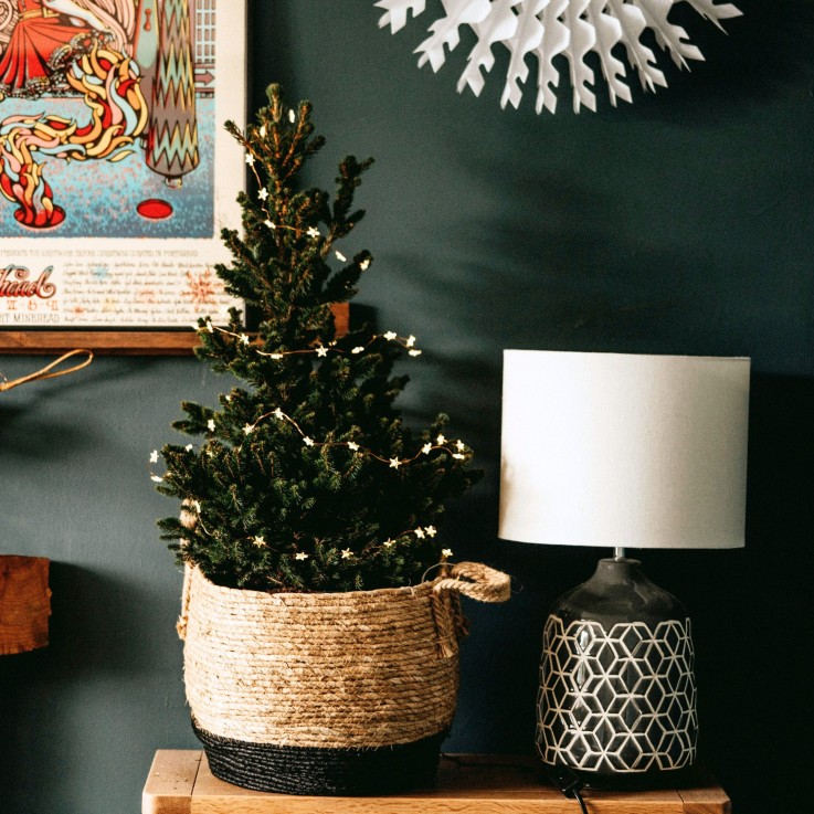 Épinette blanche - Picea glauca conica 'December' - Hauteur 55cm - ⌀21cm