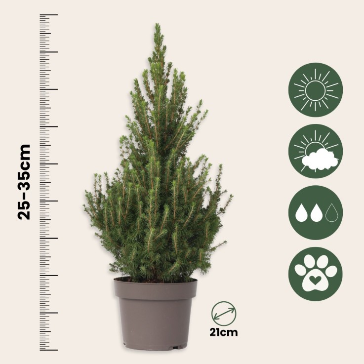 Épinette blanche - Picea glauca conica 'December' - Hauteur 55cm - ⌀21cm
