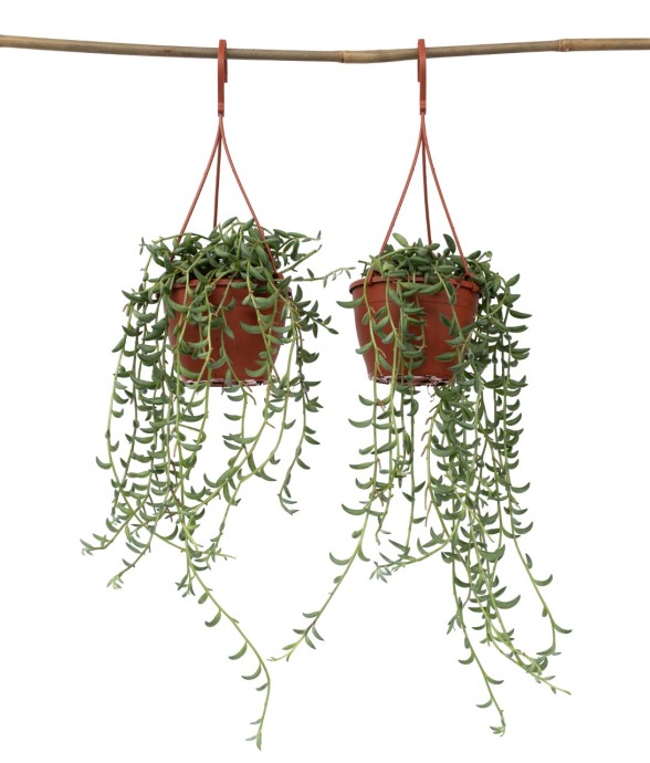 Collier de perles - Set de...