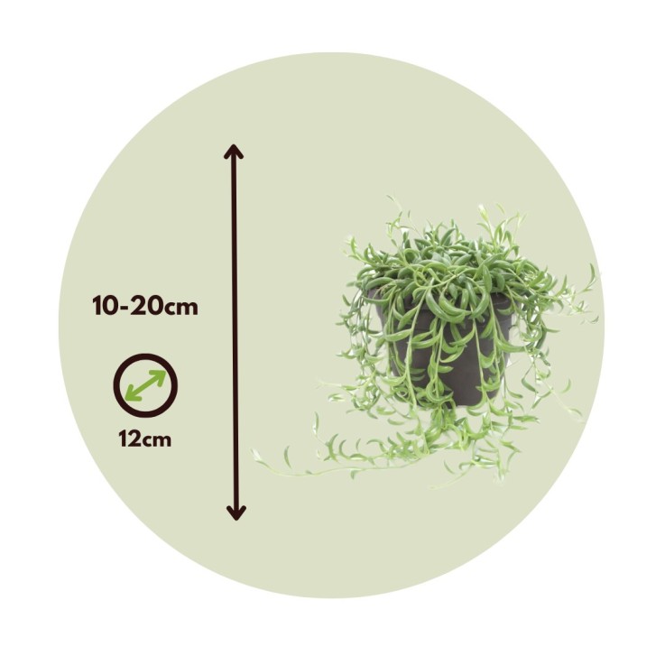 Collier de perles - Set de 2 - Senecio radicans - Hauteur 10-20cm - ⌀12cm