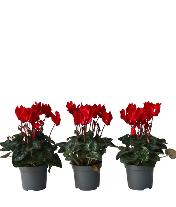 Cyclamen de Perse - Set de...