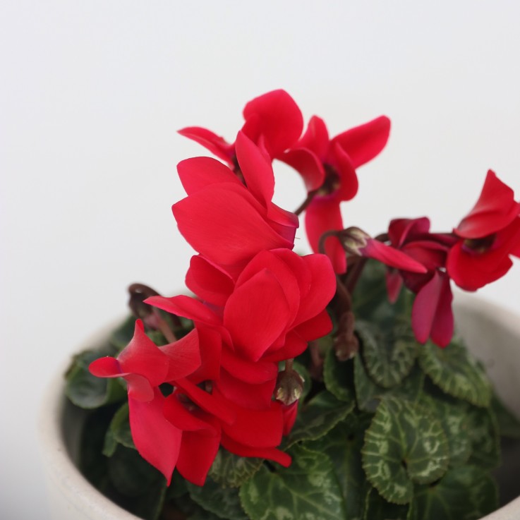 Cyclamen de Perse - Set de 3 - Cyclamen 'Winfall Scarlet' - H10-20cm - ⌀9cm