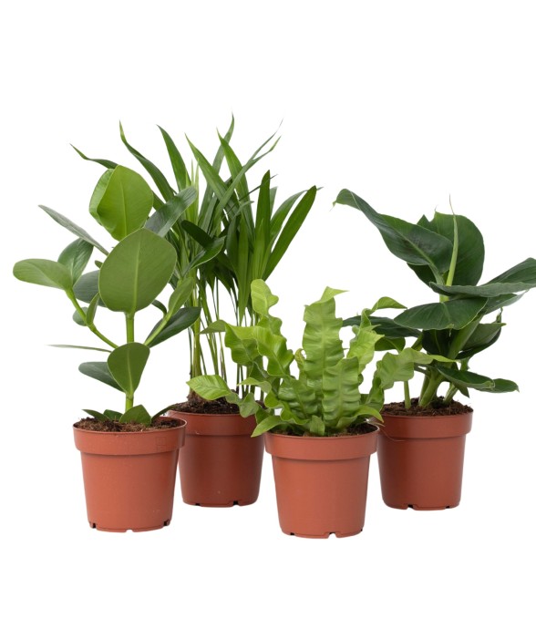 Plantes d'intérieur - Set...