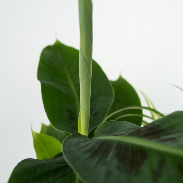 Plantes d'intérieur - Set de 4 - Areca Asplenium Clusia Musa - H25-40cm - ⌀12cm