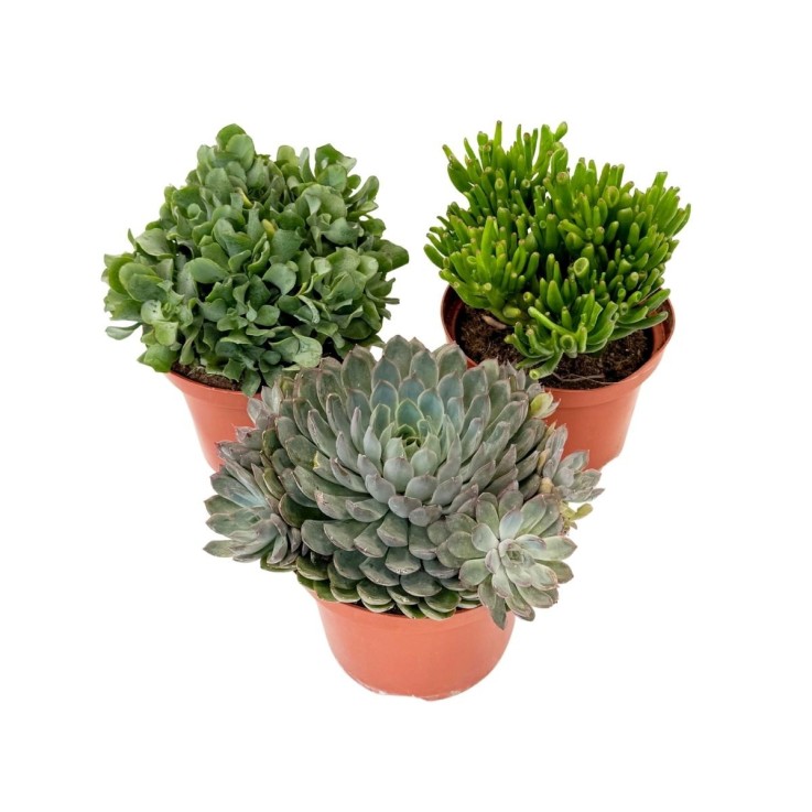 Mélange de succulentes - Set de 3 - Succulent Mix - H30-35cm - ⌀17cm