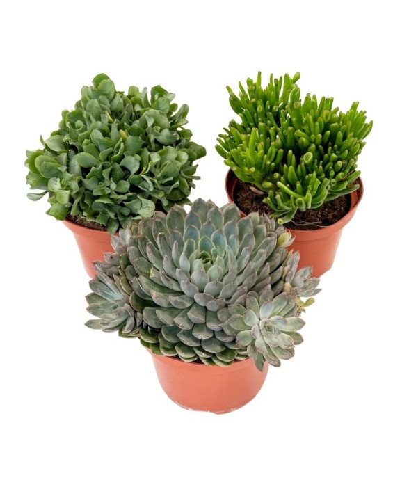 Mélange de succulentes -...
