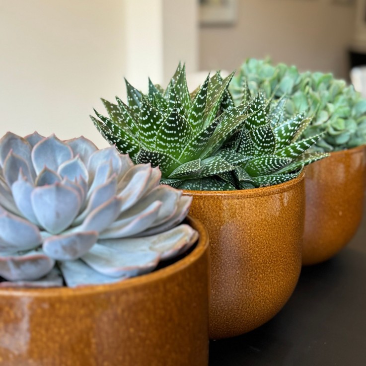 Mélange de succulentes - Set de 3 - Succulent Mix - H30-35cm - ⌀17cm