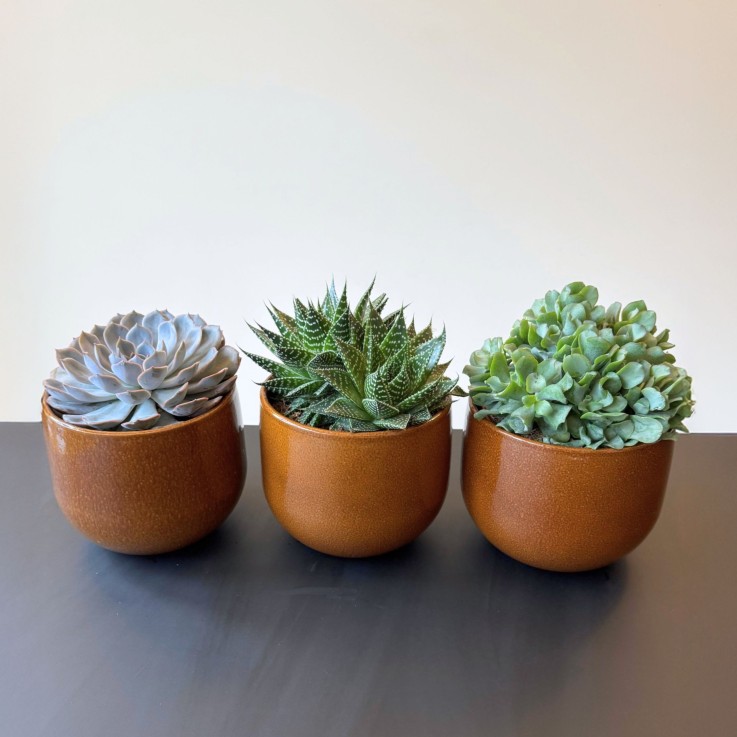 Mélange de succulentes - Set de 3 - Succulent Mix - H30-35cm - ⌀17cm