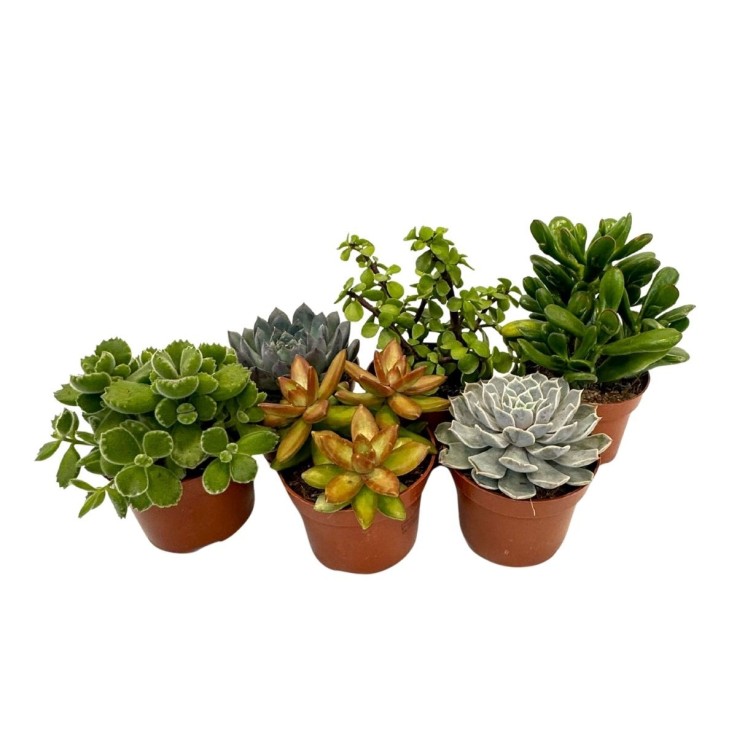 Mélange de succulentes - Set de 6 - Succulent Mix - H15-20cm - ⌀10,5cm