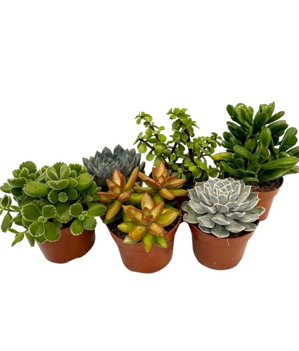 Mélange de succulentes -...