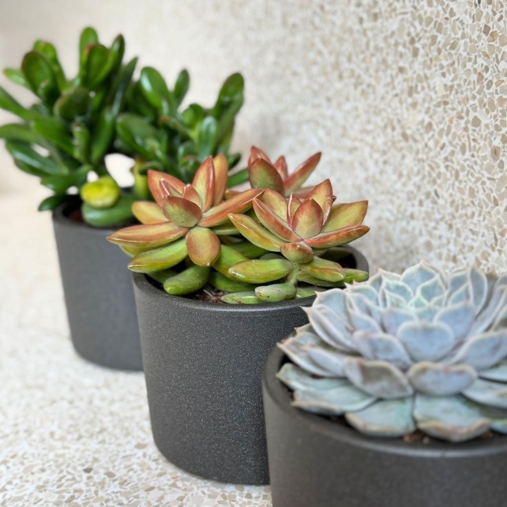 Mélange de succulentes - Set de 6 - Succulent Mix - H15-20cm - ⌀10,5cm
