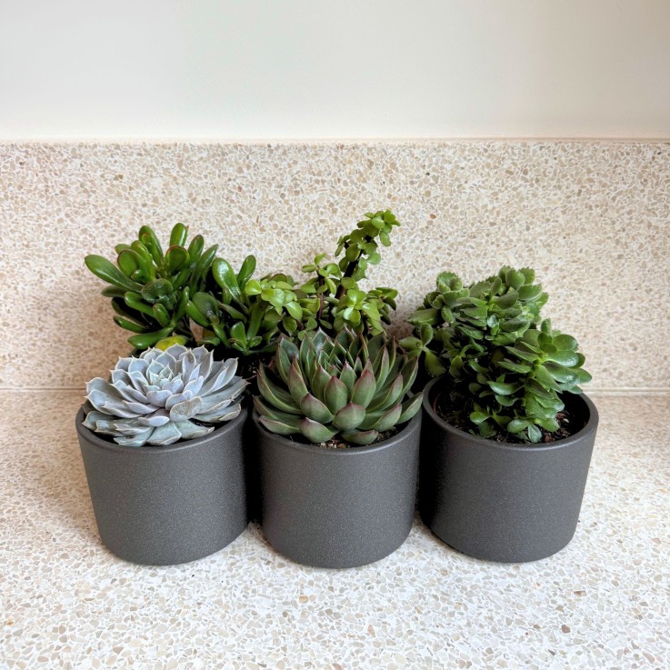 Mélange de succulentes - Set de 6 - Succulent Mix - H15-20cm - ⌀10,5cm