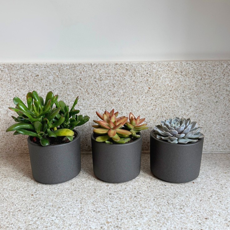 Mélange de succulentes - Set de 6 - Succulent Mix - H15-20cm - ⌀10,5cm