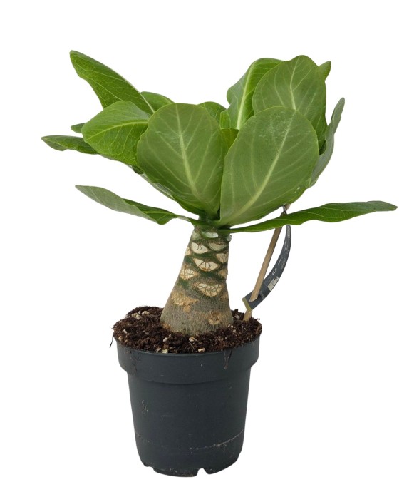 Palmier hawaïen - Brighamia...