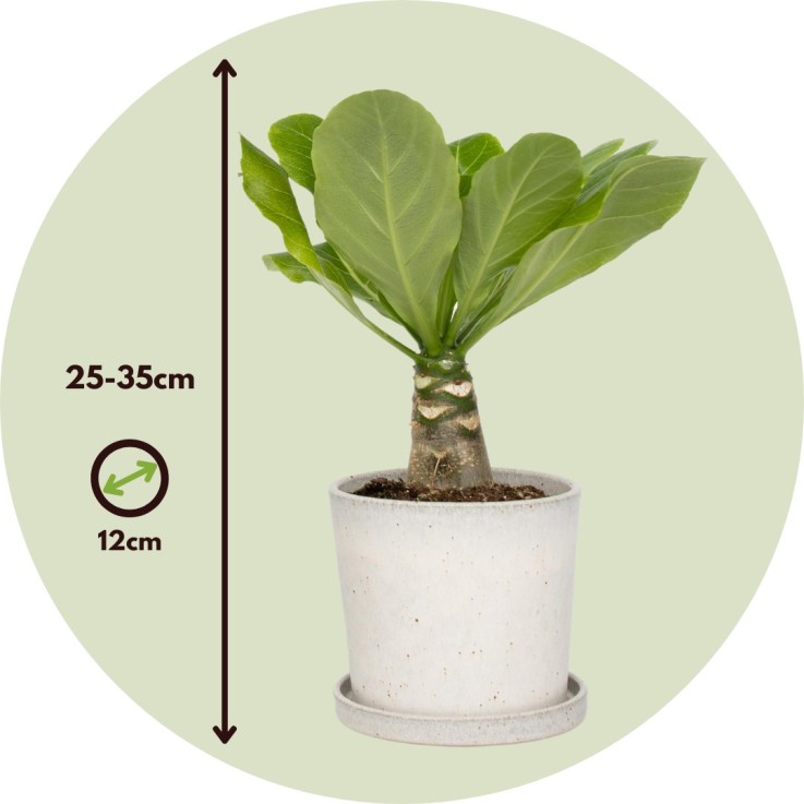 Palmier hawaïen - Brighamia insignis - Hauteur 25-35cm - Pot 12cm