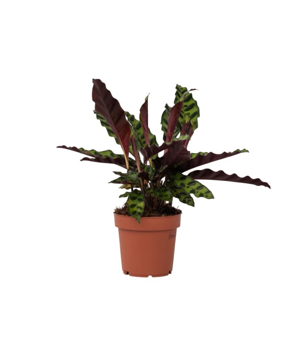 Calathea ornata -...