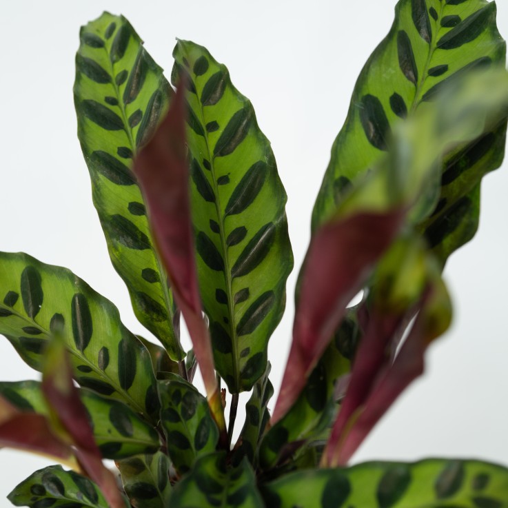 Calathea ornata - Goeppertia insignis - Hauteur 30-40cm - ⌀12cm