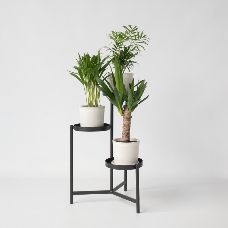 Mélange de palmiers d'intérieur - Set de 3 - Hauteur 25-40cm - ⌀12cm