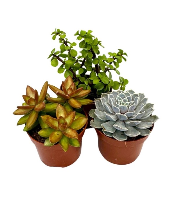 Mélange de succulentes -...