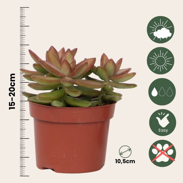 Mélange de succulentes - Set de 3 - Succulent Mix - H15-20cm - ⌀10,5cm