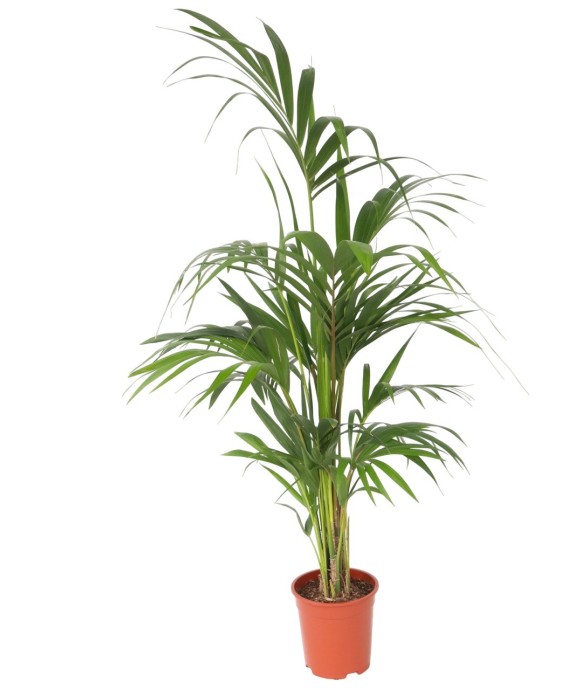 Palmier Kentia - Howea...