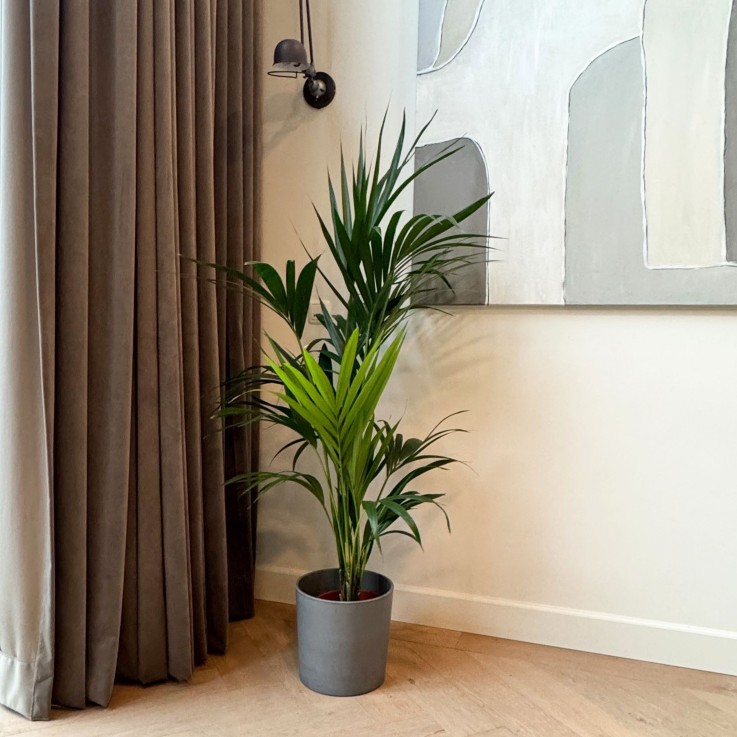 Palmier Kentia - Howea forsteriana - Hauteur 130-140cm - ⌀21cm