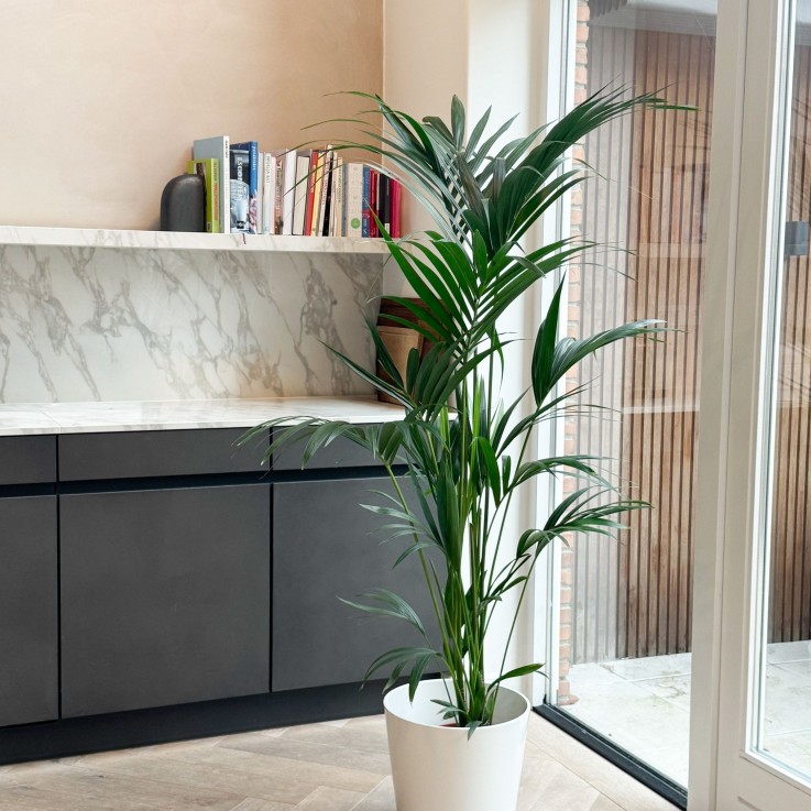 Palmier Kentia - Howea forsteriana - Hauteur 130-140cm - ⌀21cm