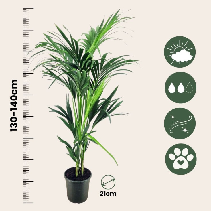 Palmier Kentia - Howea forsteriana - Hauteur 130-140cm - ⌀21cm