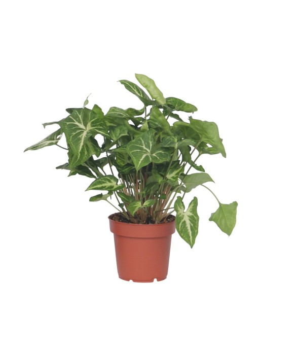 Patte-d'oie - Syngonium...