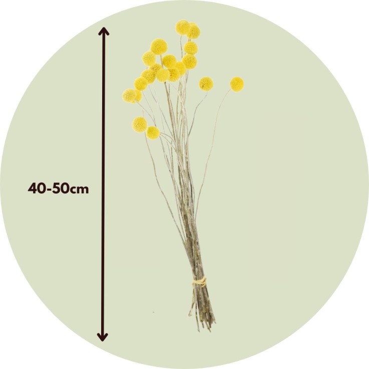 Fleurs séchées - Bouquet 'Craspedia natural yellow'