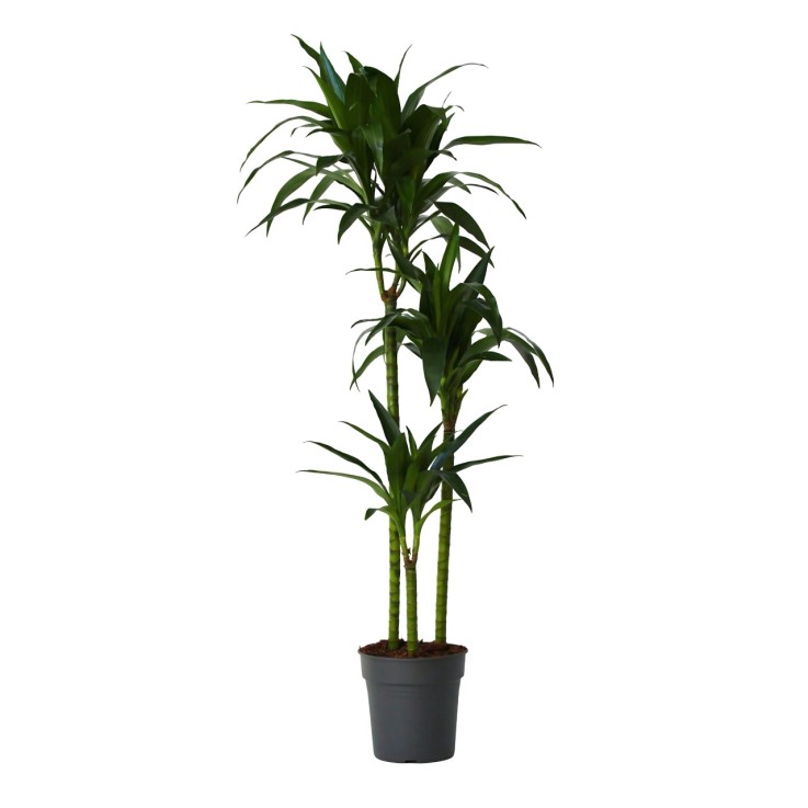 Dragonnier - Dracaena deremensis 'Janet Craig' - Hauteur 140-150cm - ⌀24cm