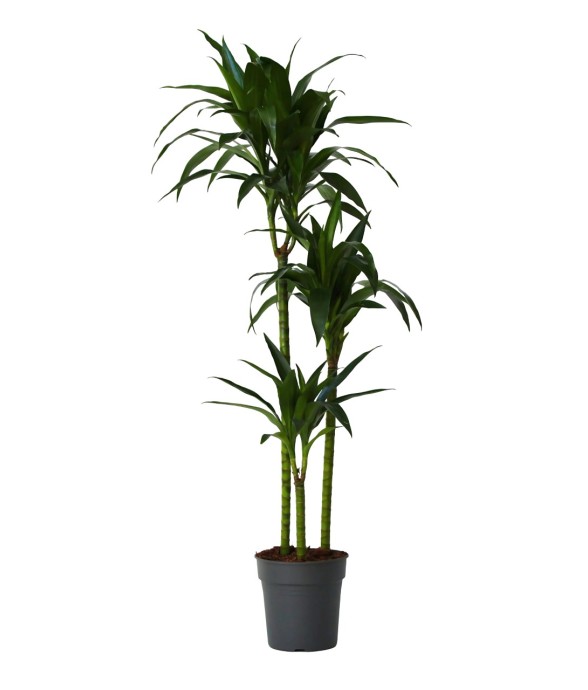 Dragonnier - Dracaena...