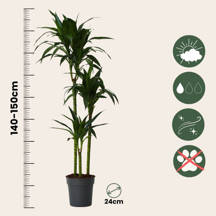 Dragonnier - Dracaena deremensis 'Janet Craig' - Hauteur 140-150cm - ⌀24cm