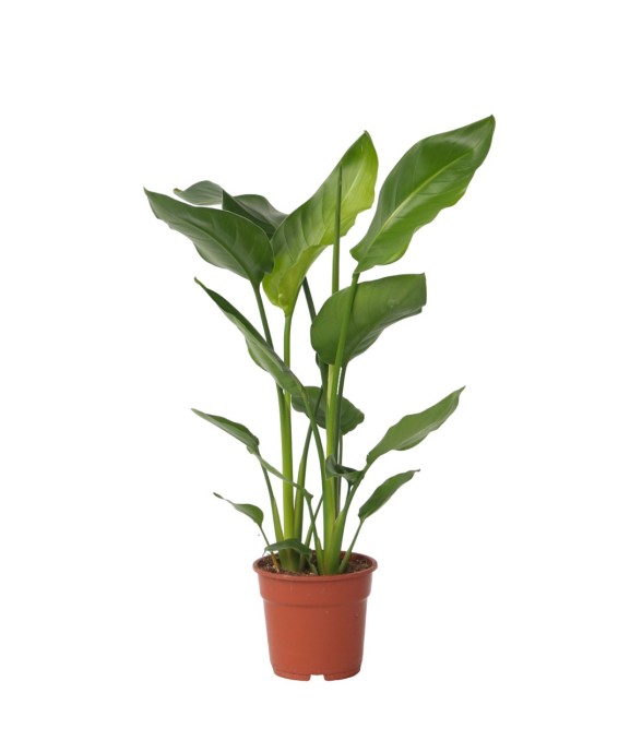 Oiseau de paradis -...